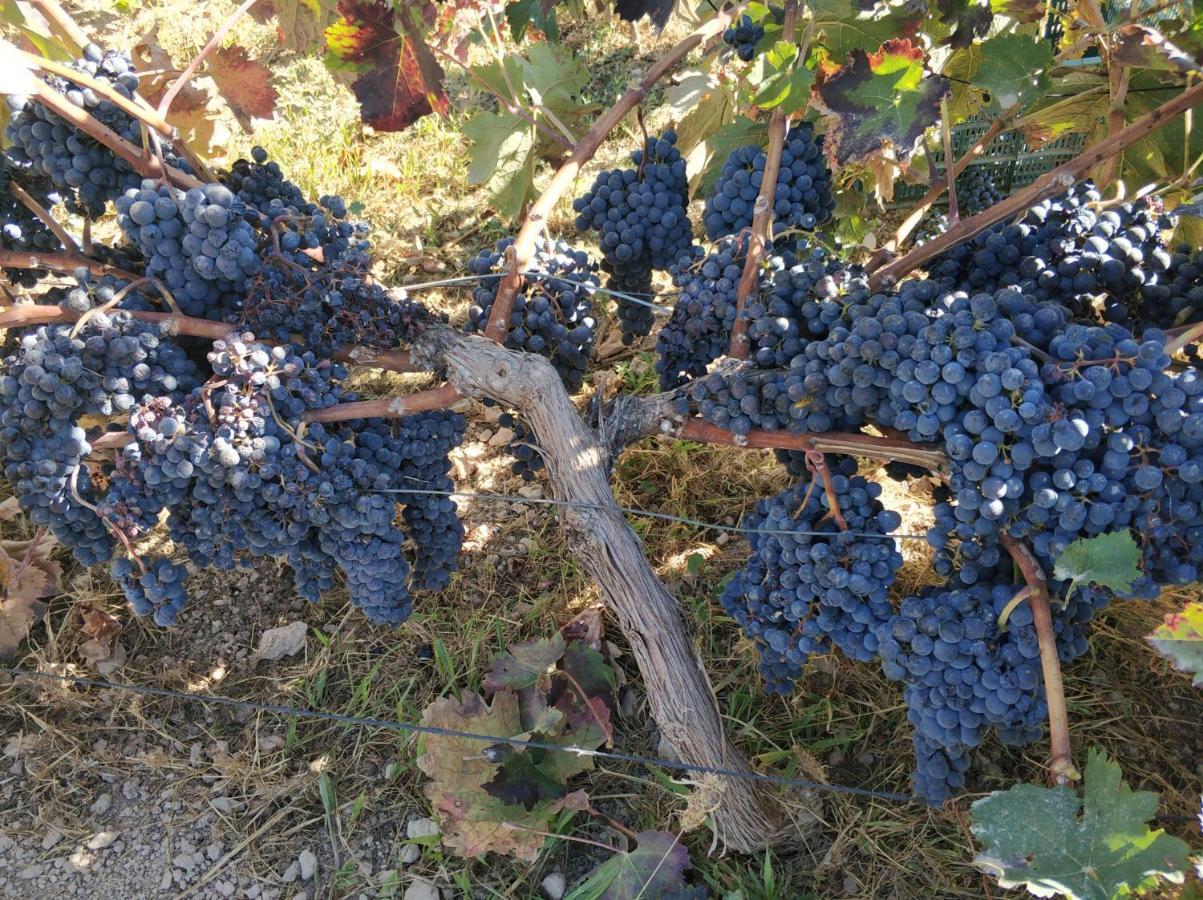Cortijo La Torre De Caniles La Vega  Zewnętrze zdjęcie